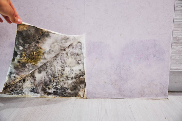 DIY Mold Removal